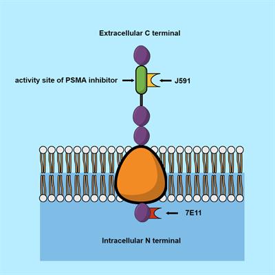 Precision strikes: PSMA-targeted radionuclide therapy in prostate cancer – a narrative review